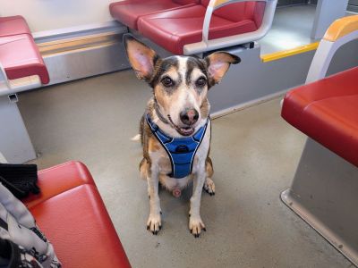 Hond in trein