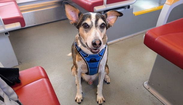 Hond in trein